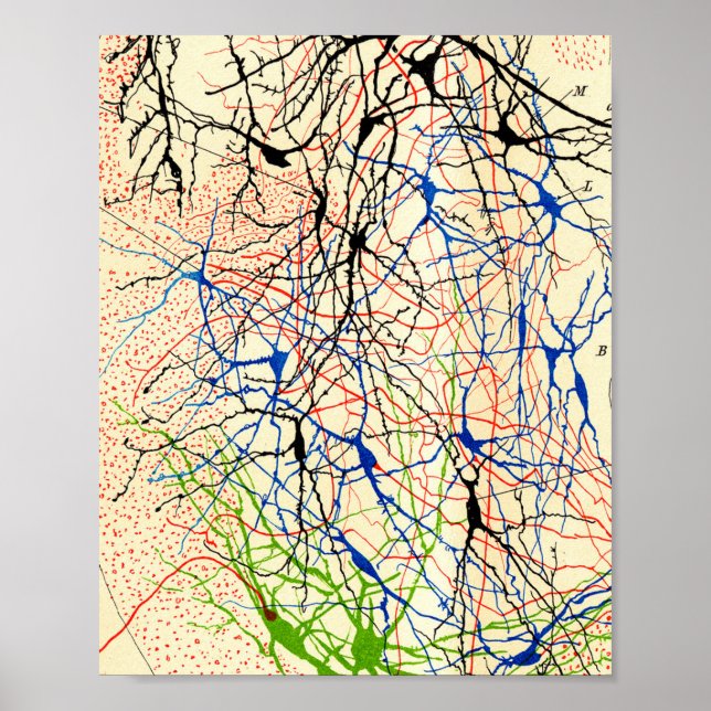 Santiago Ramón Y Cajal Nerve Cells Poster (Front)