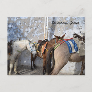 Santorini, Greece - Donkeys Postcard