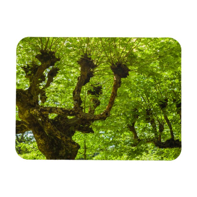 Sao Miguel Island Magnet (Horizontal)