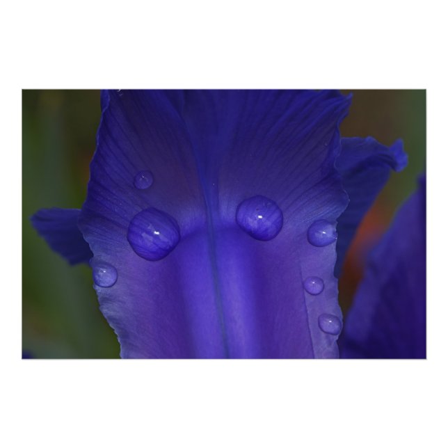 Sapphire Serenity  Photo Print (Front)