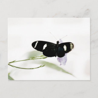 Sara Postcard