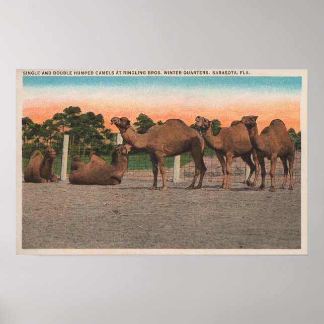 Sarasota, Florida - Camels at Ringling Bros Poster (Front)