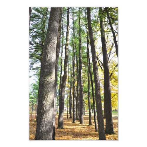 Saratoga Spa State Park Pines Photo Print