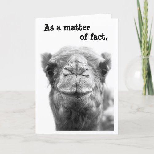 Sarcastic  Funny Camel Photo Graduation Card