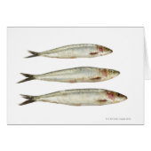 Sardines (Pilchards) 2 (Front Horizontal)