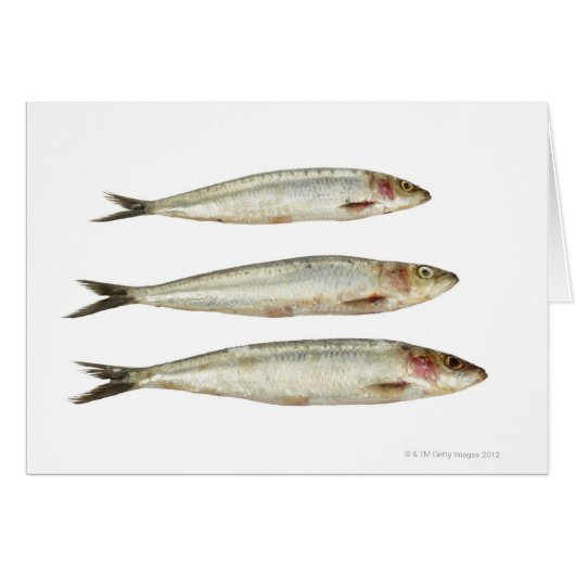 Sardines (Pilchards) 2 Cards (Front Horizontal)