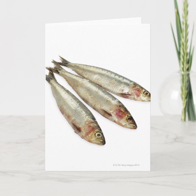 Sardines (Pilchards) Card (Front)