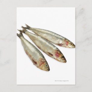 Sardines (Pilchards) Postcard