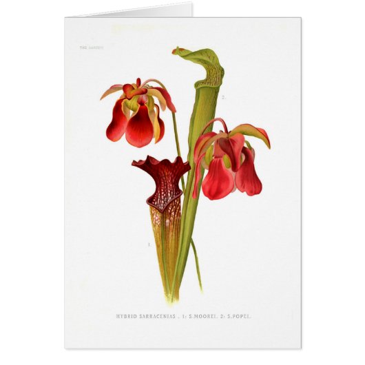 Sarracenia hybrids cards (Front)