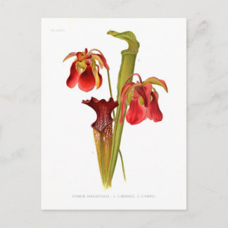 Sarracenia hybrids postcard