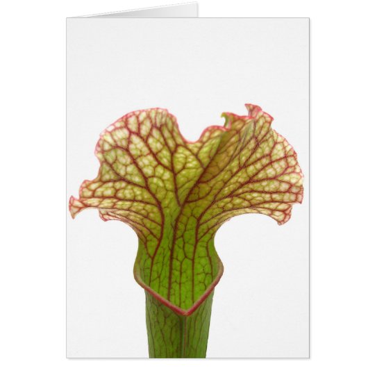 Sarracenia Pitcher Plant Card