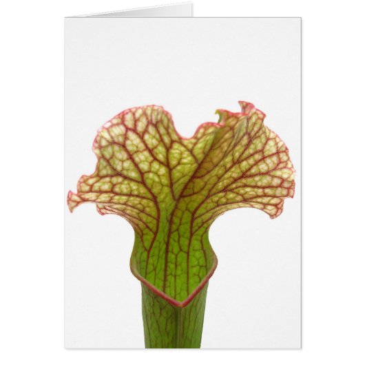 Sarracenia Pitcher Plant Cards (Front)