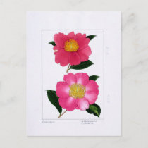 Sasanqua Plate: Asahinoumi &amp; Godaishu Postcard