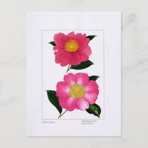 Sasanqua Plate: Asahinoumi & Godaishu Postcard