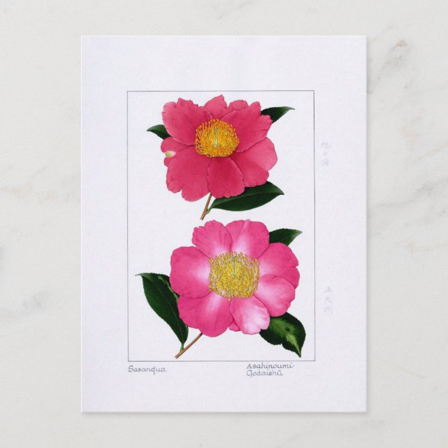 Sasanqua Plate: Asahinoumi & Godaishu Postcard (Front)