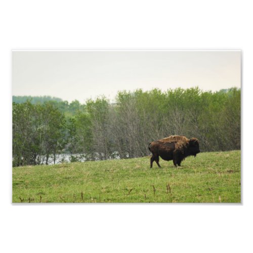 Saskatchewan Bison  Photo Print