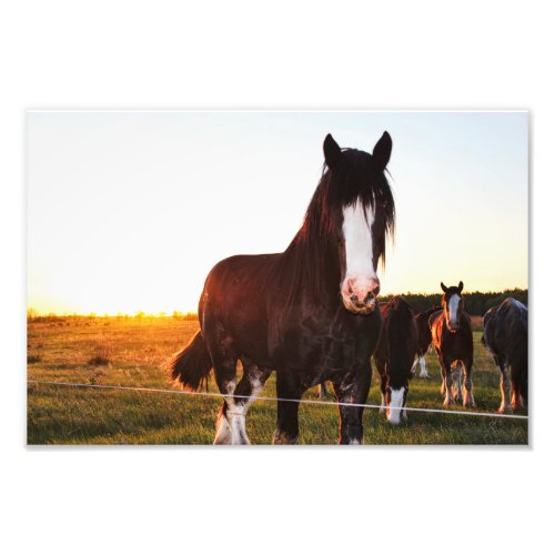 Saskatchewan Horses Photo Print