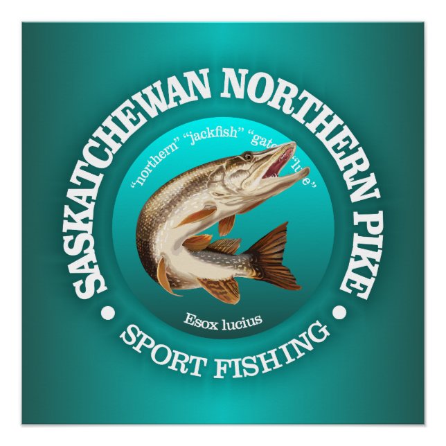 Saskatchewan Pike Fishing Poster (Front)