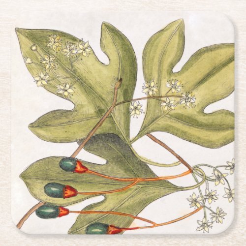 Sassafras Tree Leaves Flowers Berries Vintage Art Square Paper Coaster