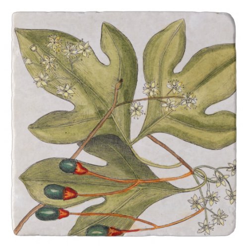 Sassafras Tree Leaves Flowers Berries Vintage Art Trivet