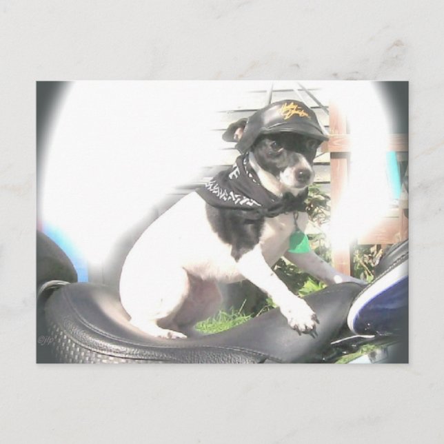 Sassy Biker Rat Terrier  Babe Postcard (Front)