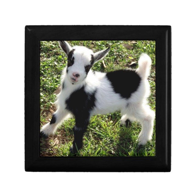 Sassy Black and White Nigerian Dwarf Goat Kid on a Gift Box (Front)