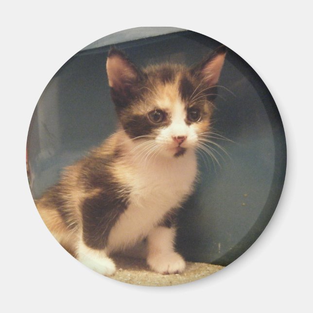 Sassy Calico Kitty Magnet (Front)
