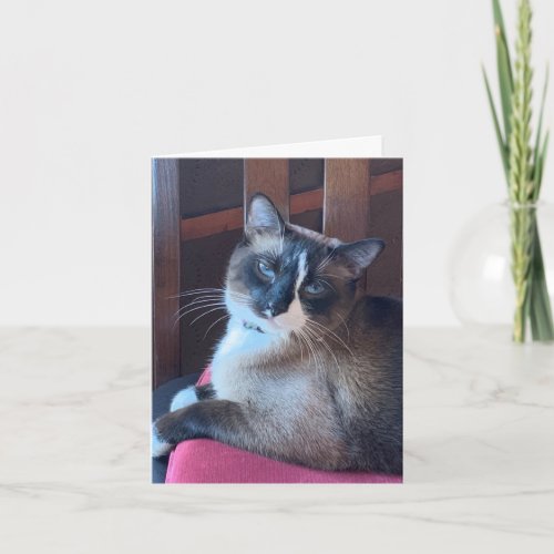 Sassy Snowshoe Cat Card