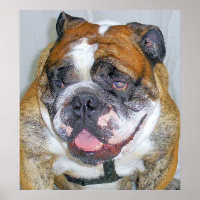 Sassydog the Bulldog Poster (Front)