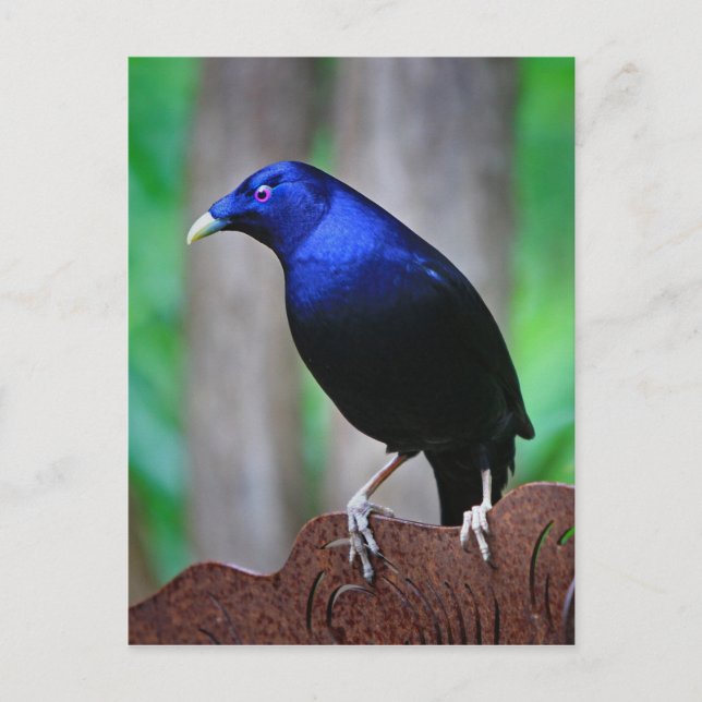 Satin bowerbird postcard (Front)