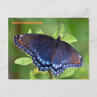SATIN LUMINESCENCE POSTCARD