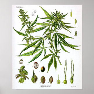 Sativa Plant Vintage Botany Drawing Poster