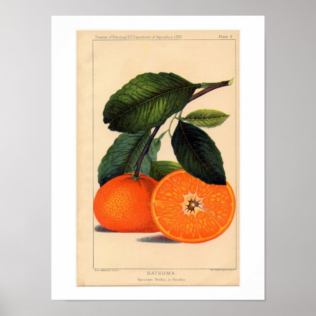 Satsuma Botanical Print (Front)