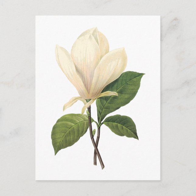 saucer magnolia(Magnolia soulangiana) by Redouté Postcard (Front)