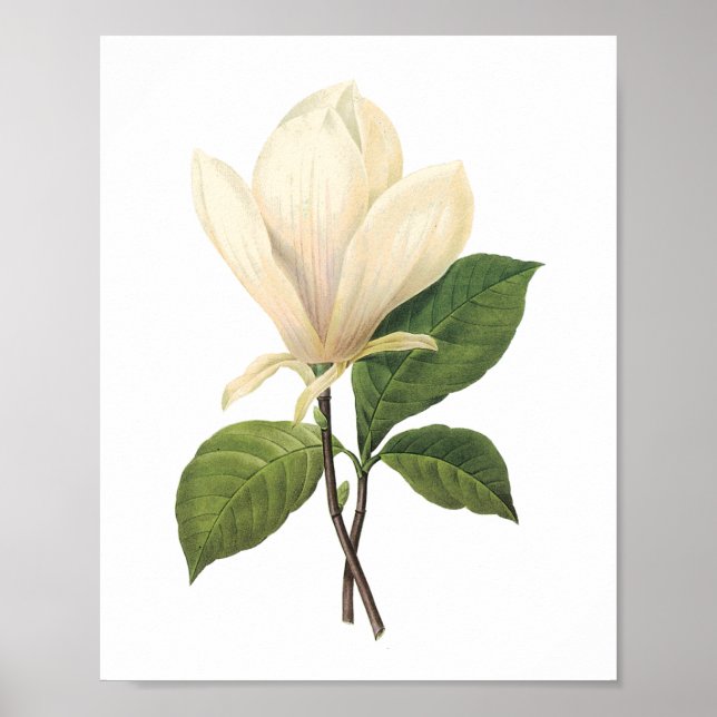 saucer magnolia(Magnolia soulangiana) by Redouté Poster (Front)