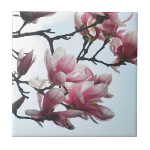 Saucer Magnolia Tulip Tree Flowers Photo Ceramic Tile