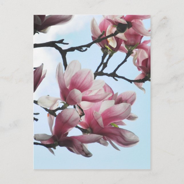 Saucer Magnolia Tulip Tree Flowers Photo Postcard (Front)