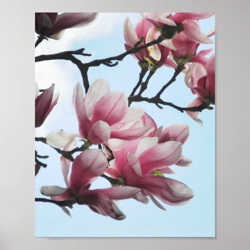 Saucer Magnolia Tulip Tree Pink White Flowers Poster