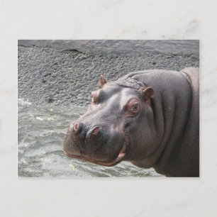 Saucy Hippo! Postcard