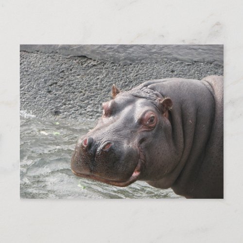 Saucy Hippo Postcard