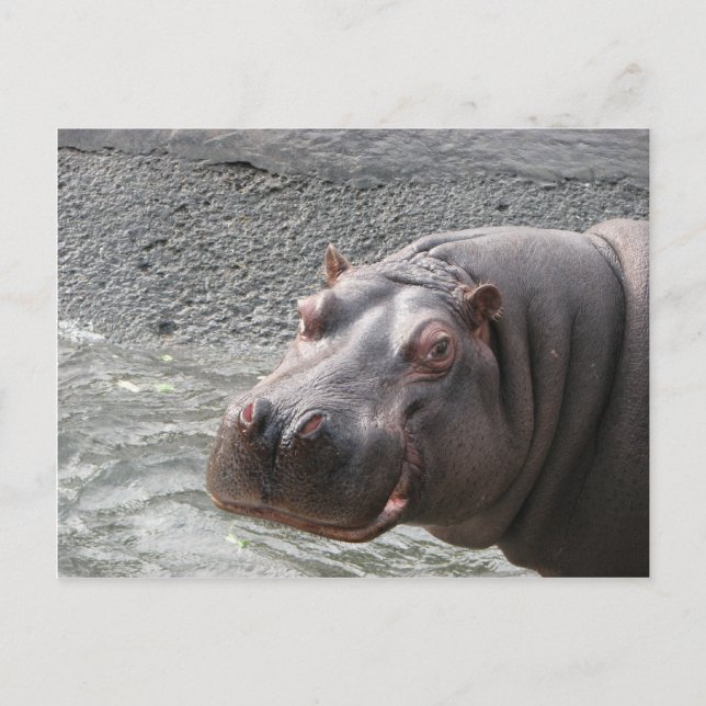 Saucy Hippo! Postcard (Front)