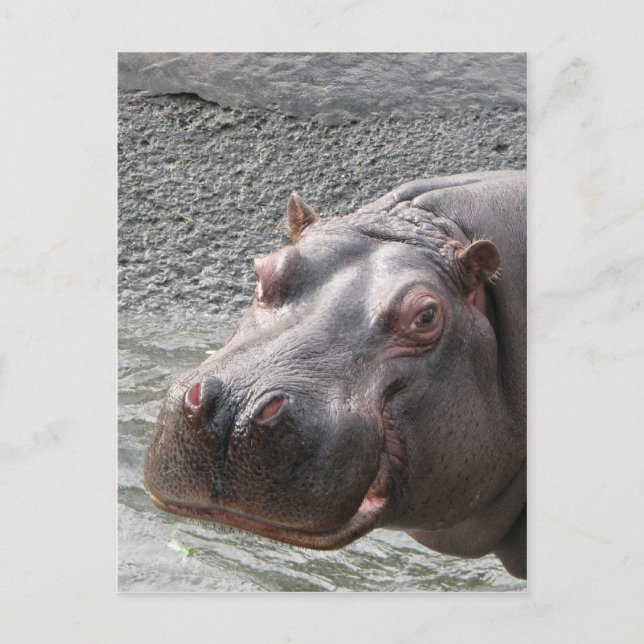 Saucy Hippo! Postcard (Front)
