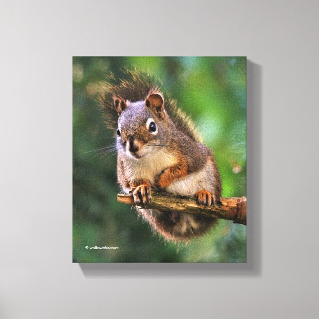 Saucy Red Squirrel in the Fir Canvas Print (Front)
