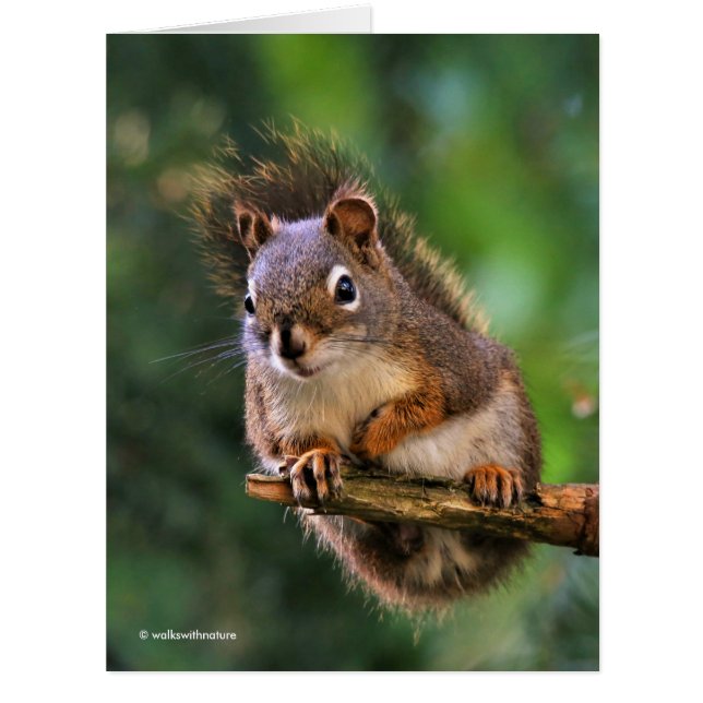 Saucy Red Squirrel in the Fir Cards (Front)