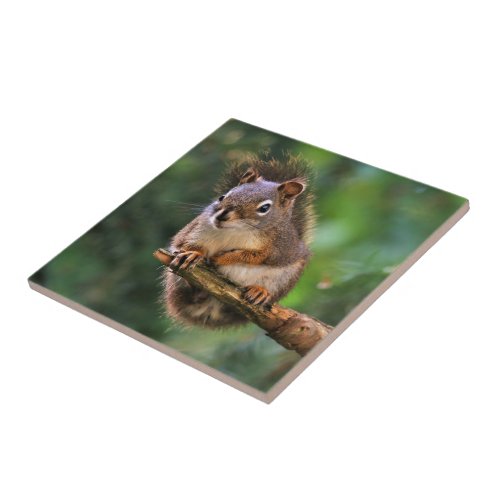 Saucy Red Squirrel in the Fir Ceramic Tile