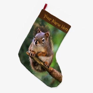 Saucy Red Squirrel in the Fir