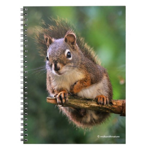 Saucy Red Squirrel in the Fir Notebook