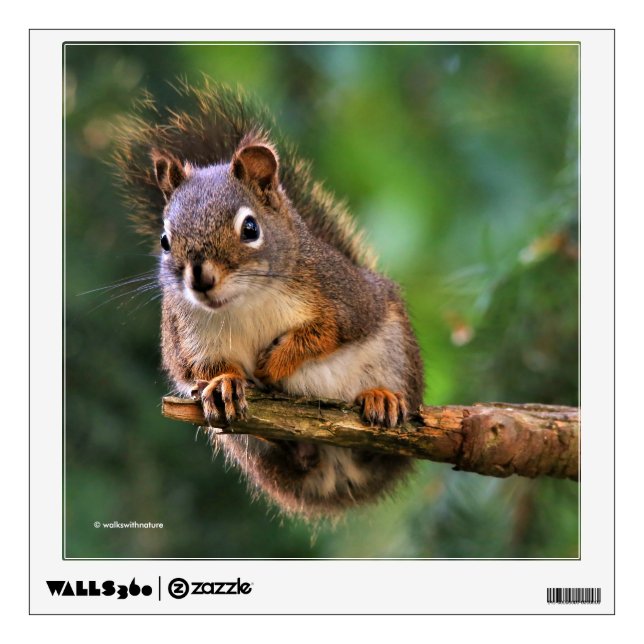 Saucy Red Squirrel in the Fir Wall Decal (Front)