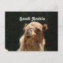 Saudi Arabian Camel Postcard