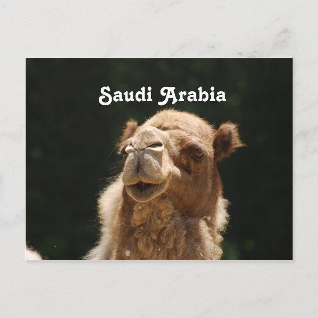 Saudi Arabian Camel Postcard (Front)